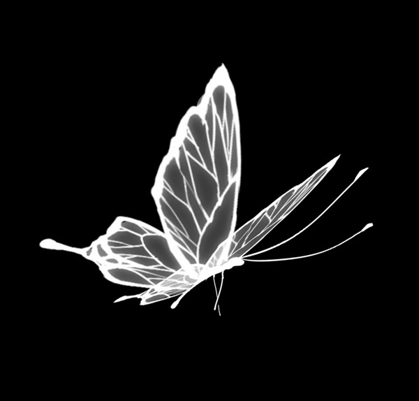 butterfly dp for whatsapp 1
