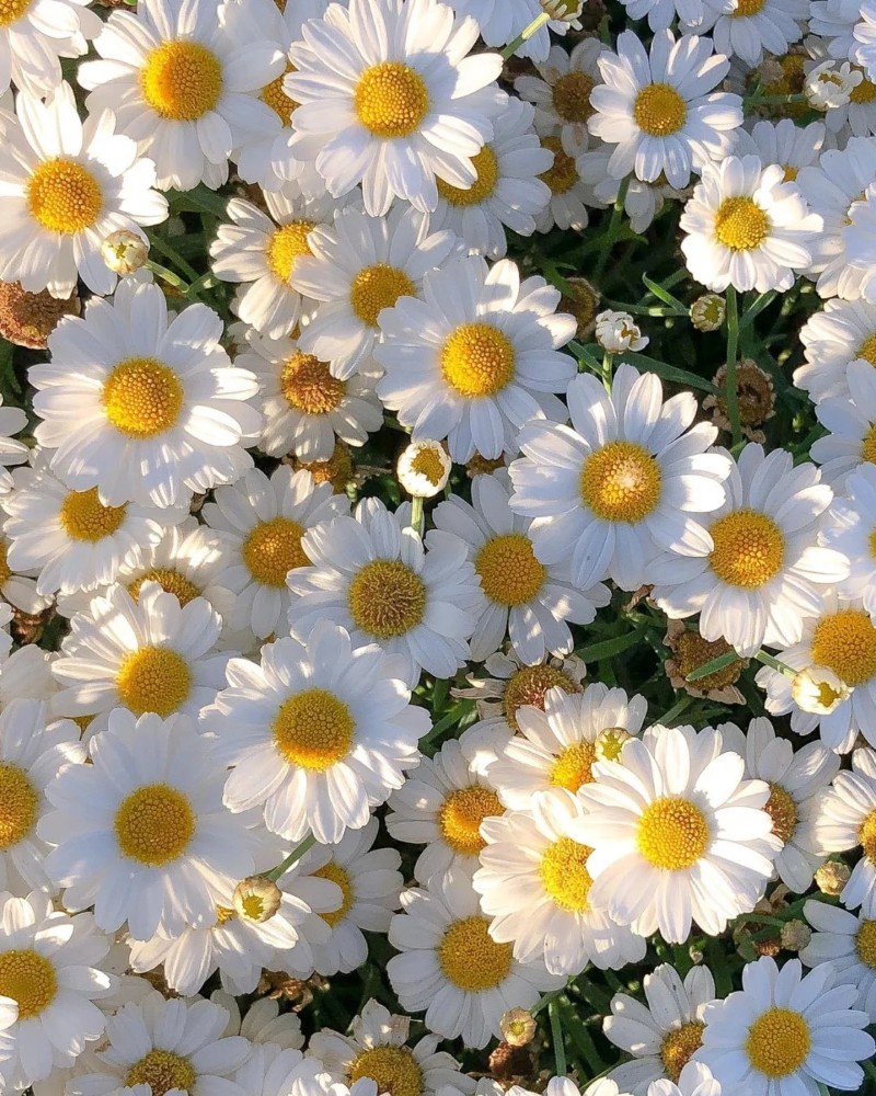 cute dp nature 7