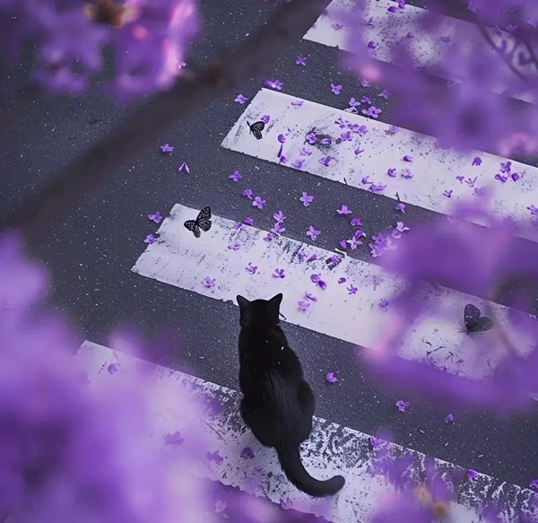 purple dp 14