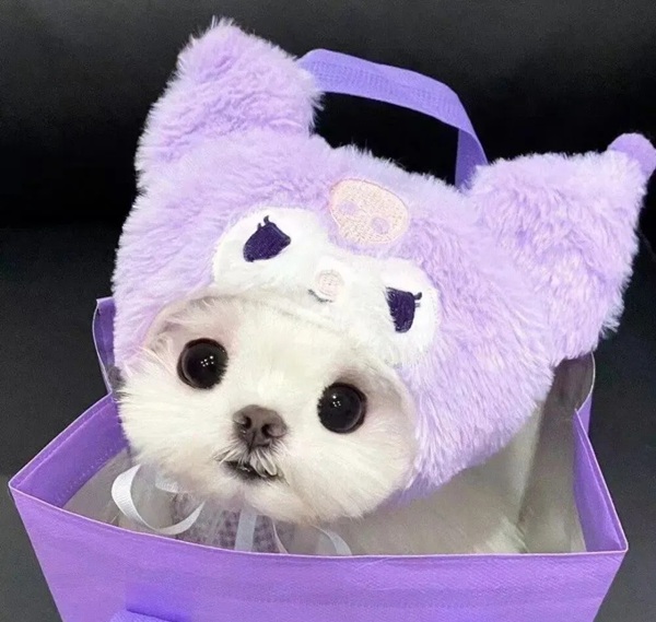 purple dp 27