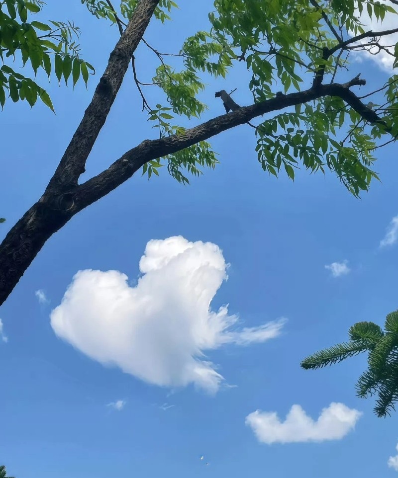 sky dp 8