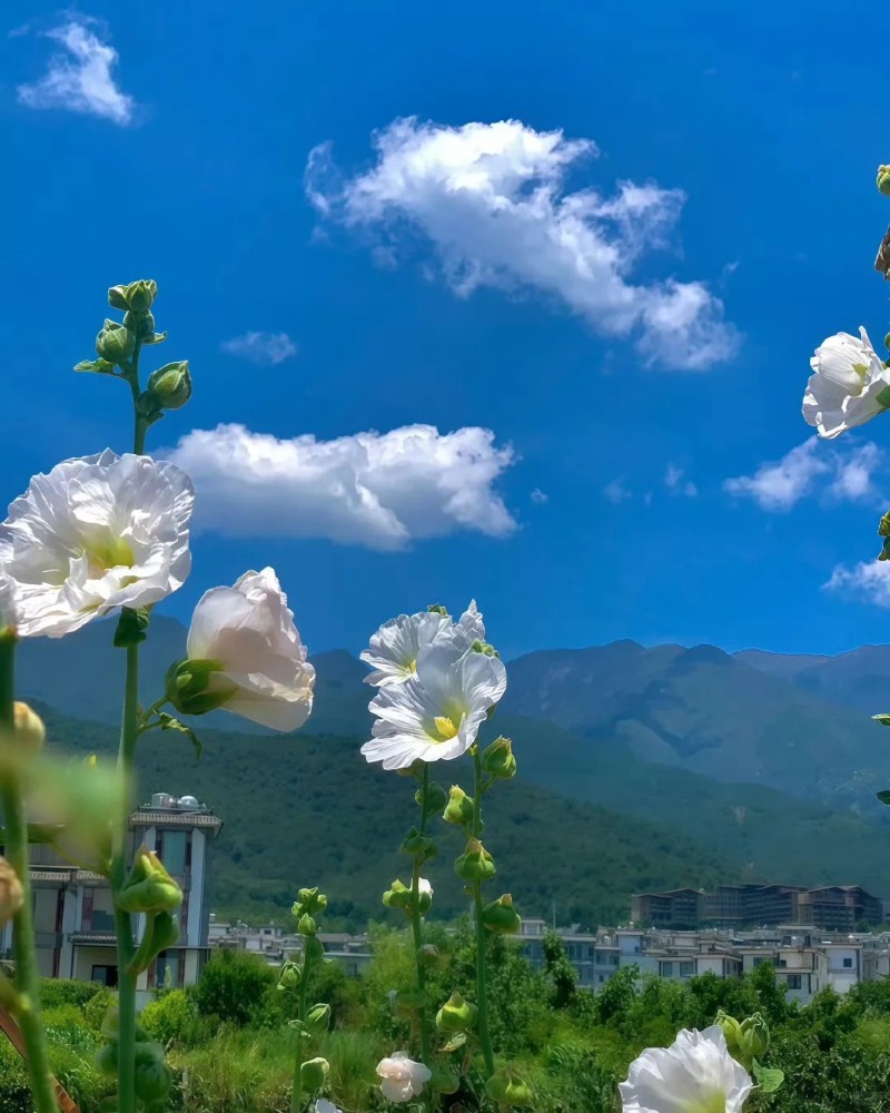 sky dp 9