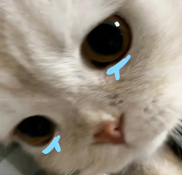 sorry dp 23