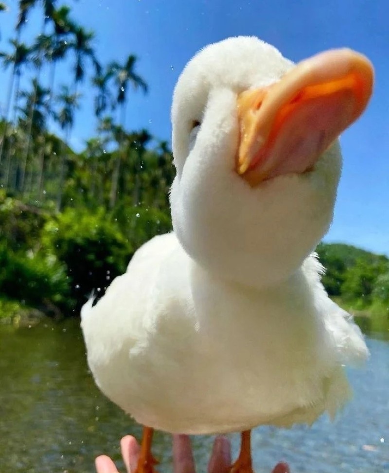 cute duck 19
