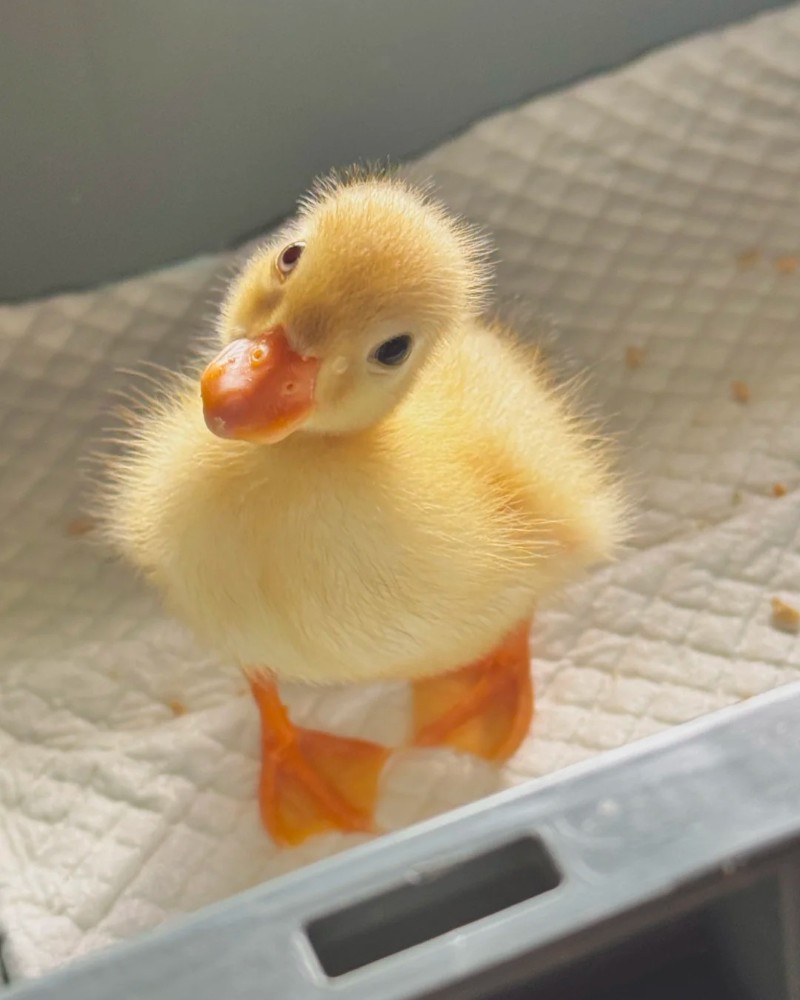 cute duck 35