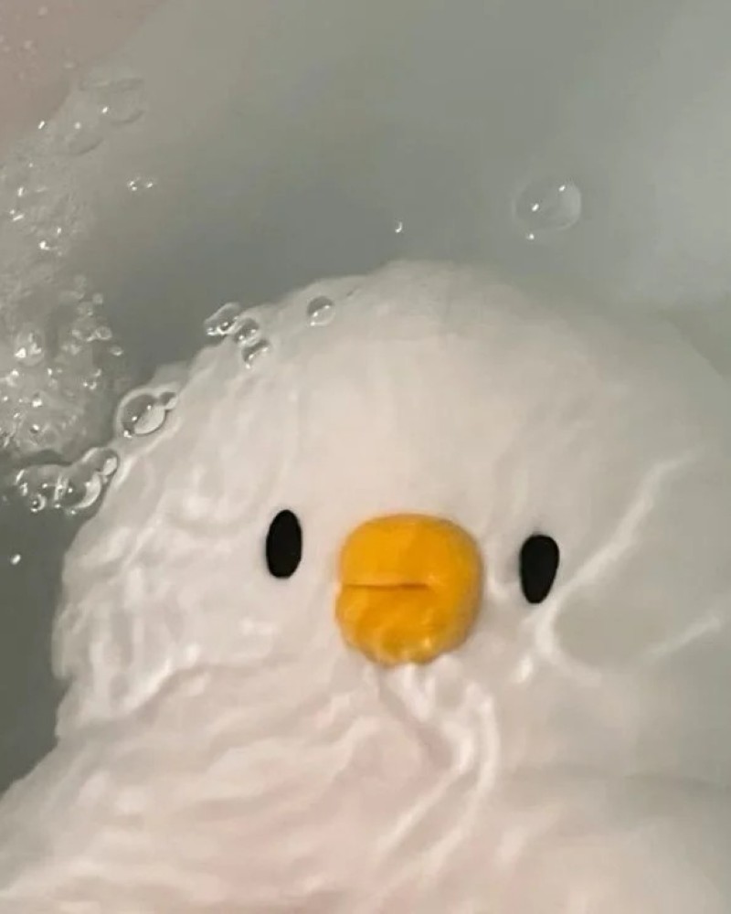 cute duck 4