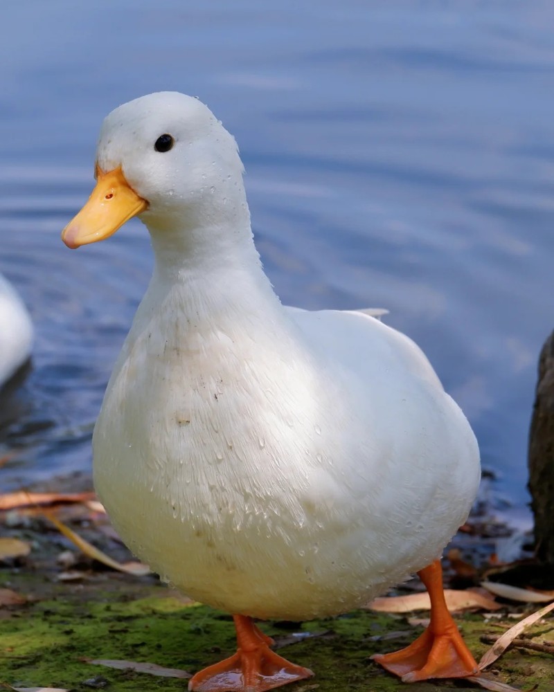 cute duck 8