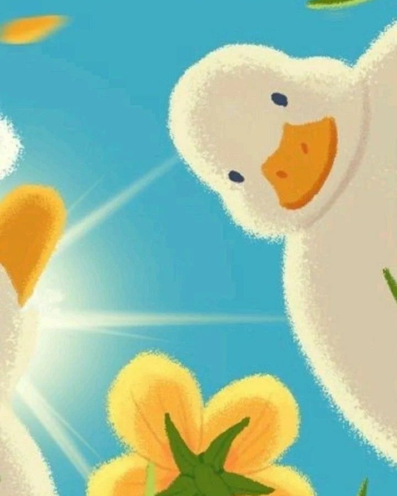 cute duck photos