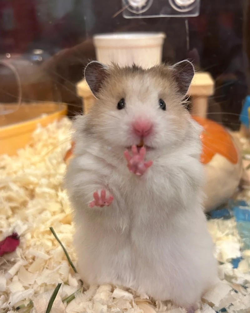 cute hamster images 1