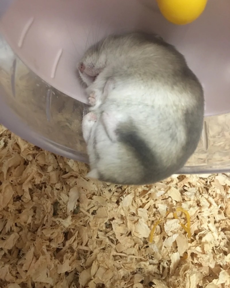 cute hamster images 10