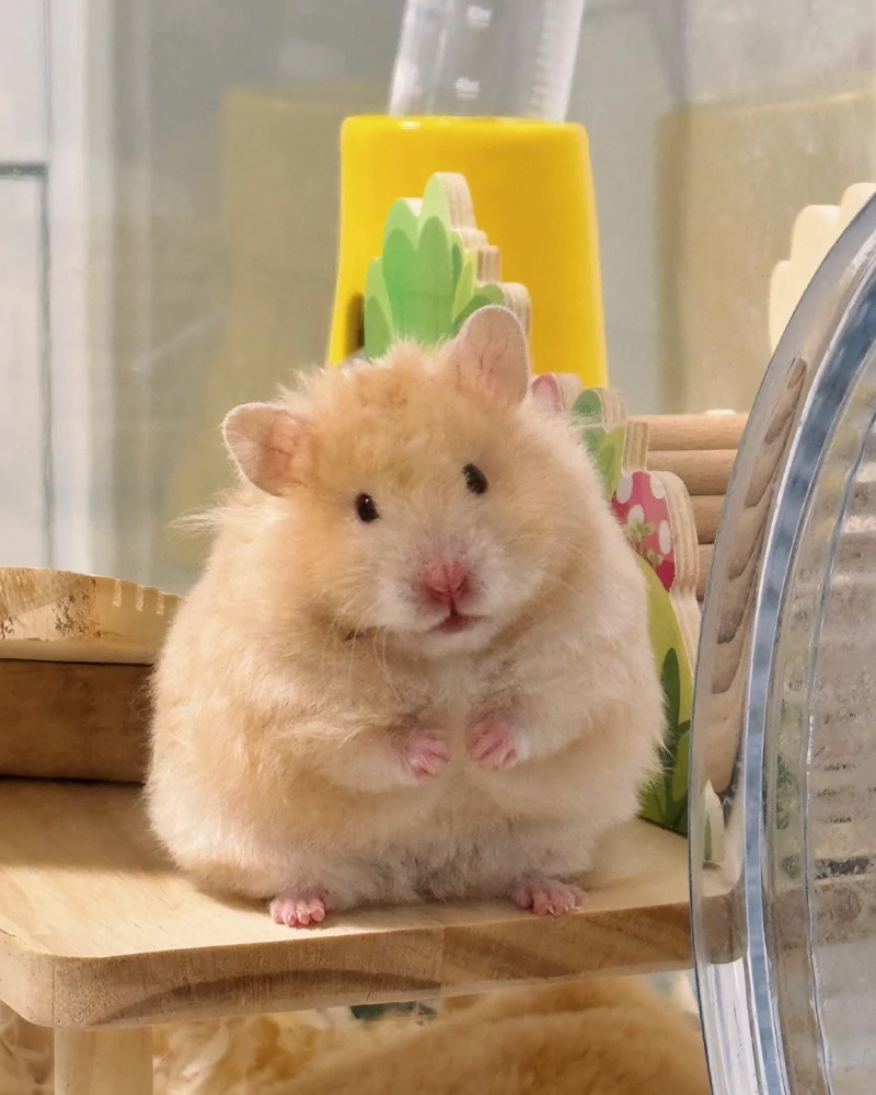 cute hamster images 12