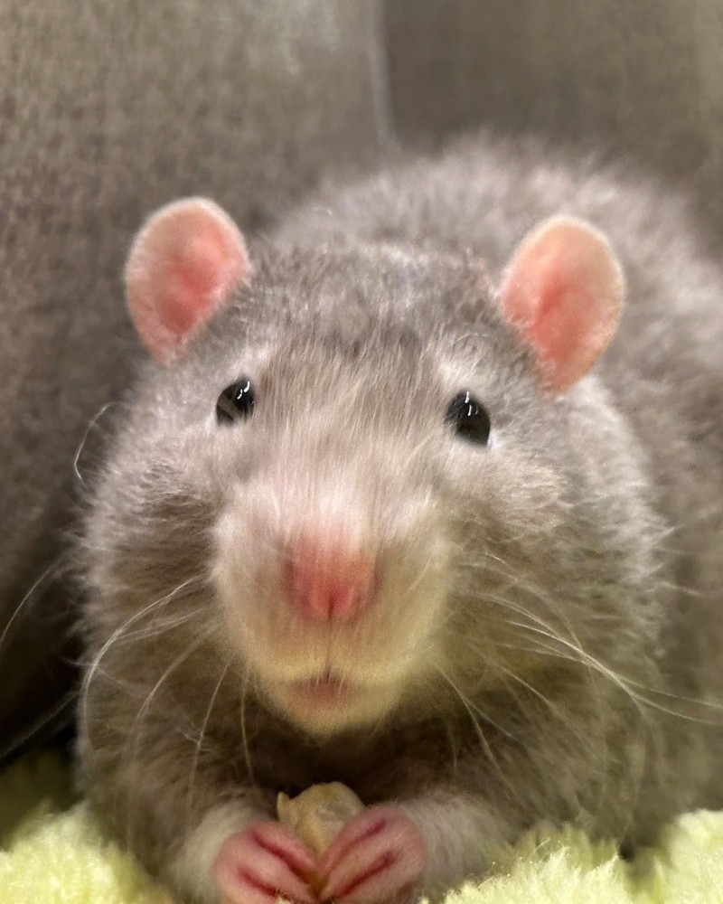 cute hamster images 13