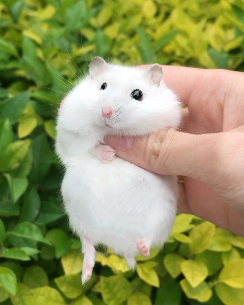 cute hamster images 14