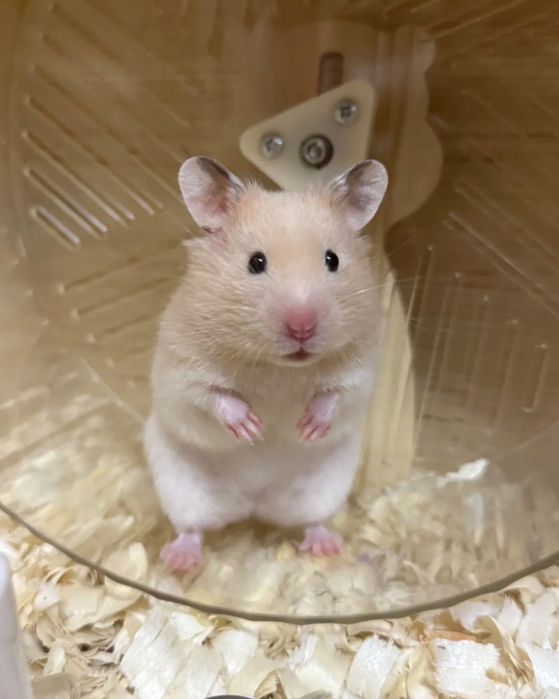 cute hamster images 16