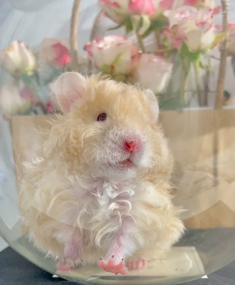 cute hamster images 17