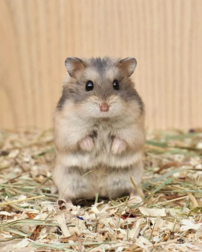 cute hamster images `18