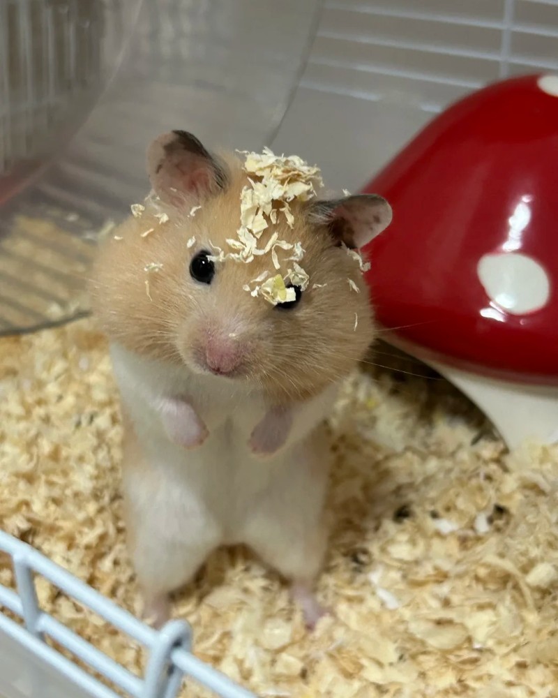 cute hamster images 19