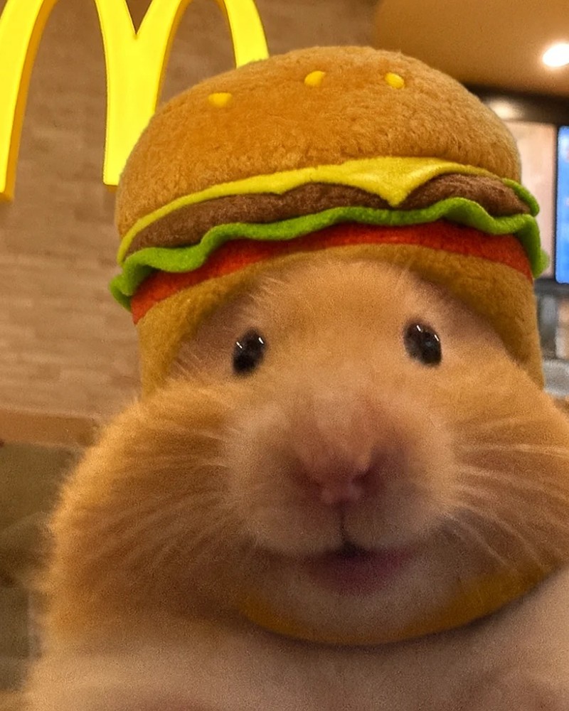 cute hamster images 2