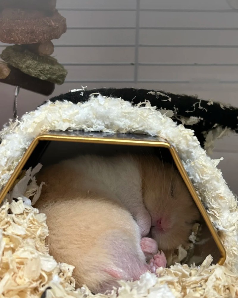 cute hamster images 20