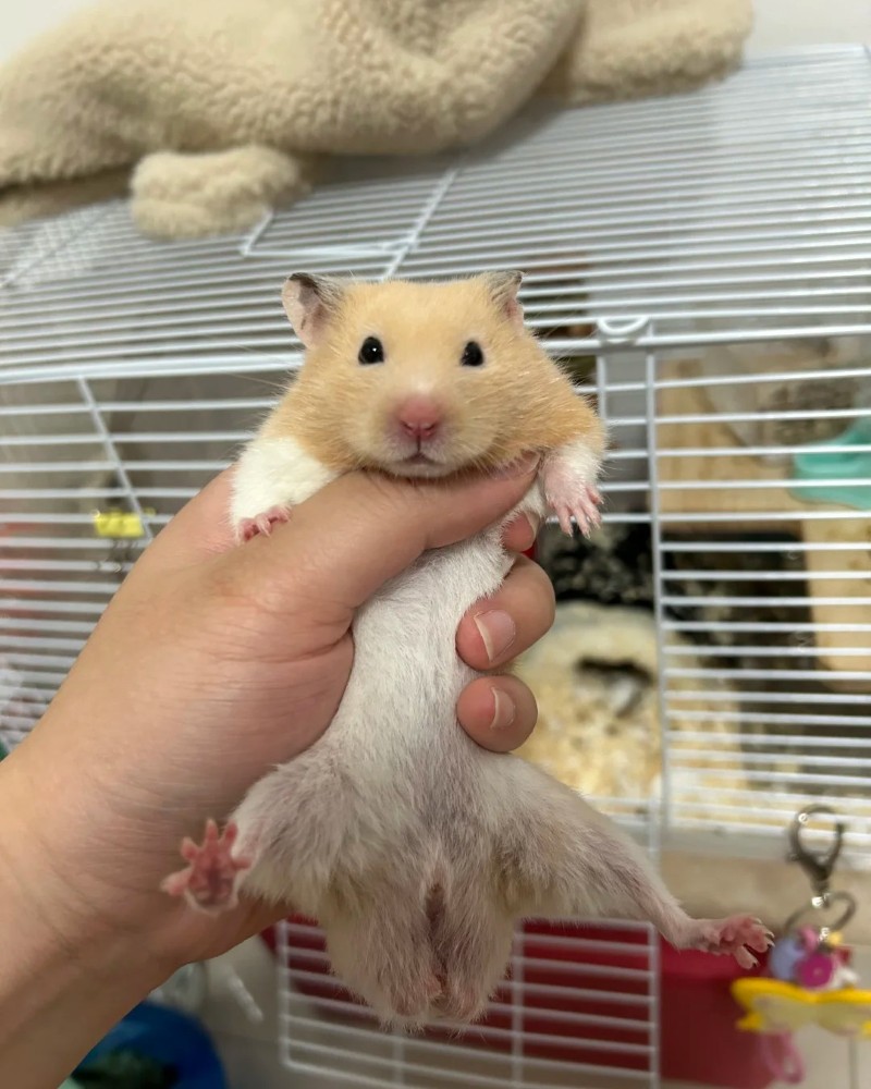 cute hamster images 21