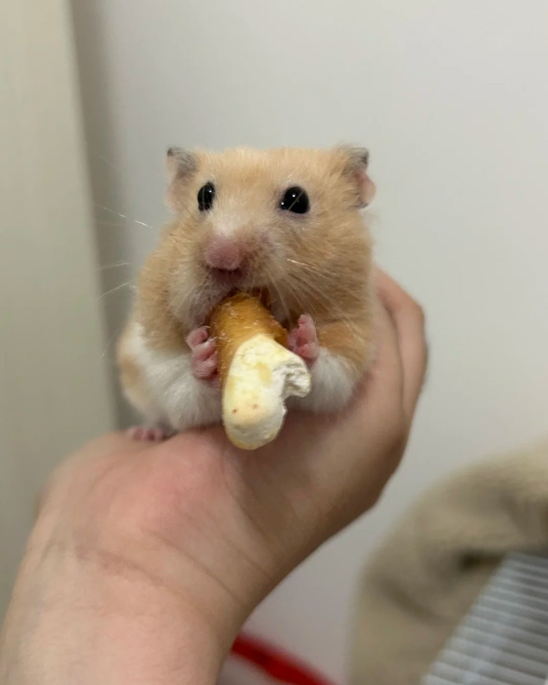 cute hamster images 22