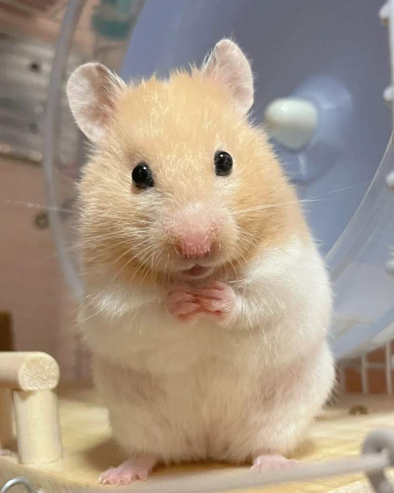 cute hamster images 23