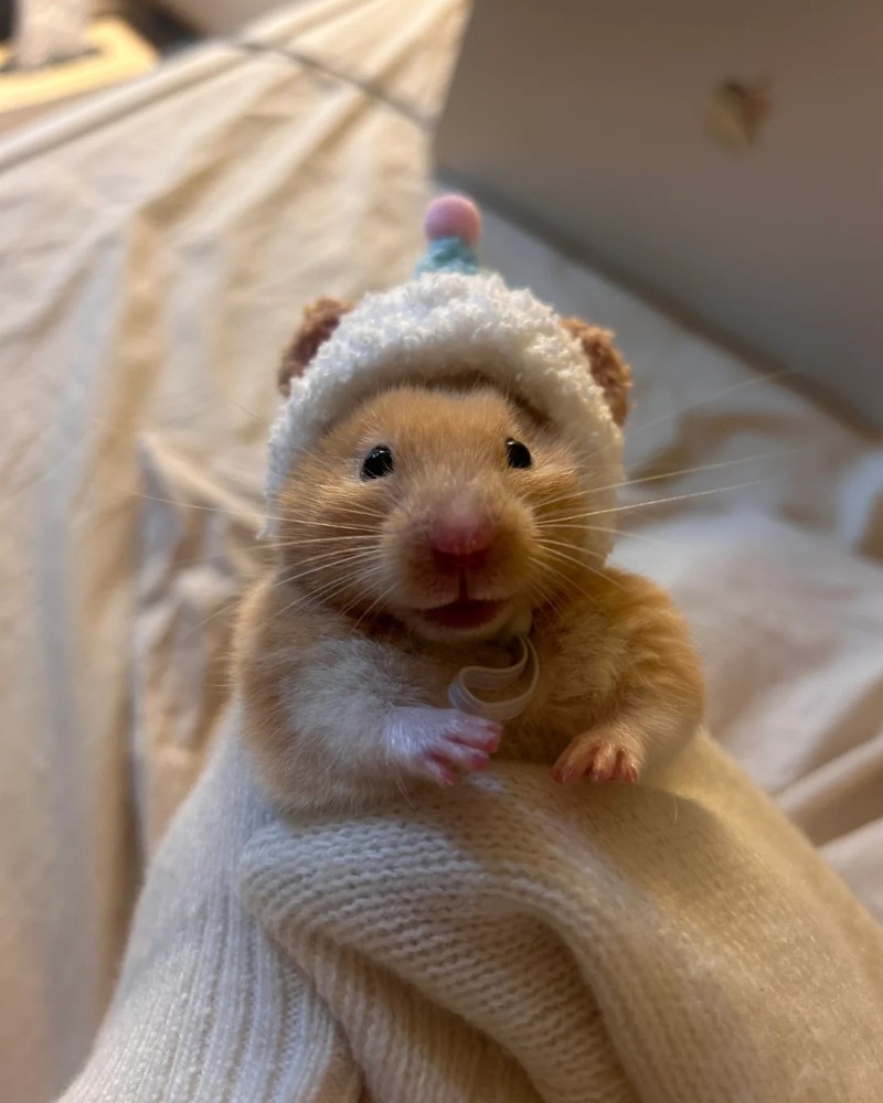 cute hamster images 24
