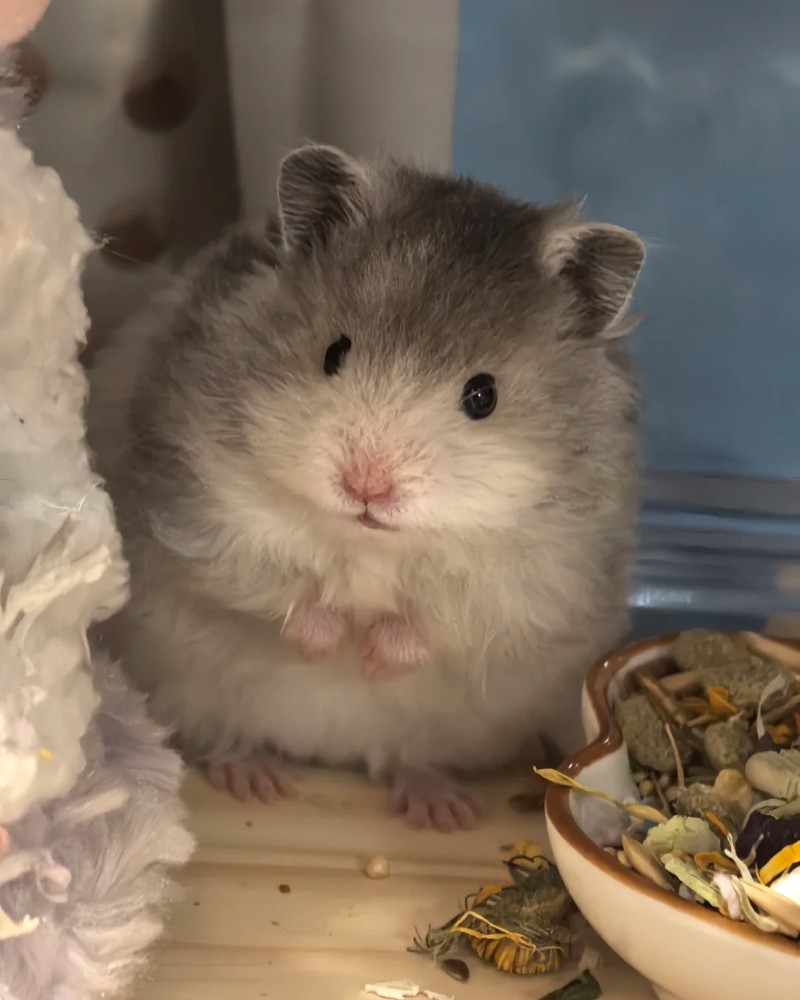 cute hamster images 25