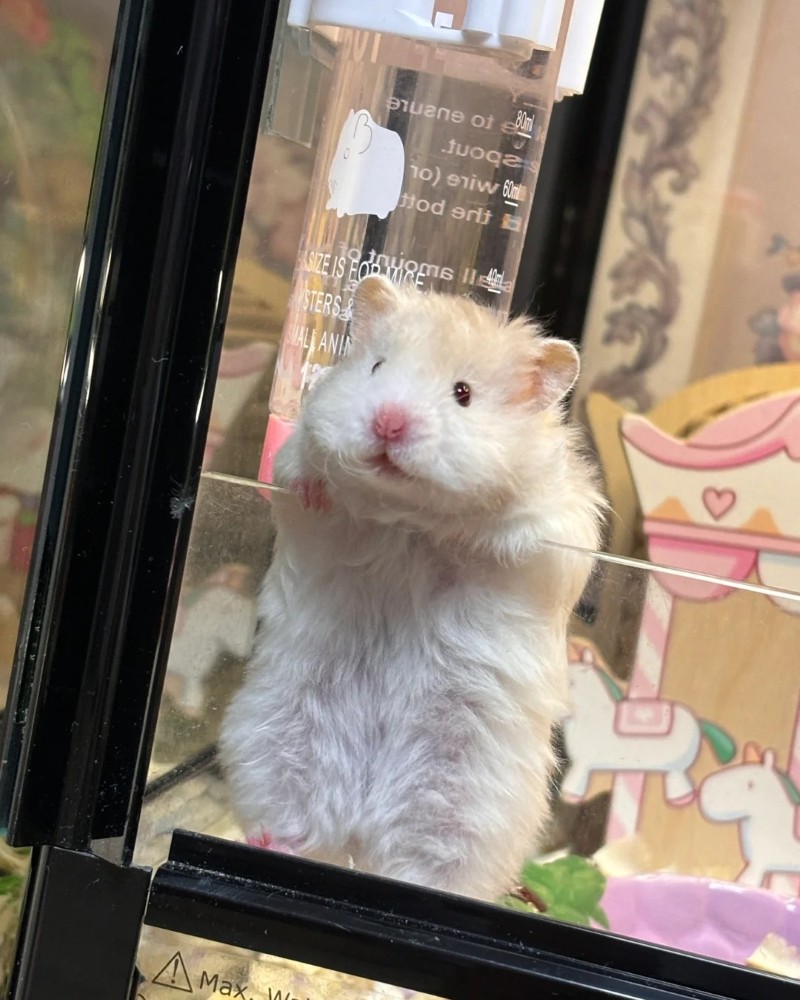 cute hamster images 26