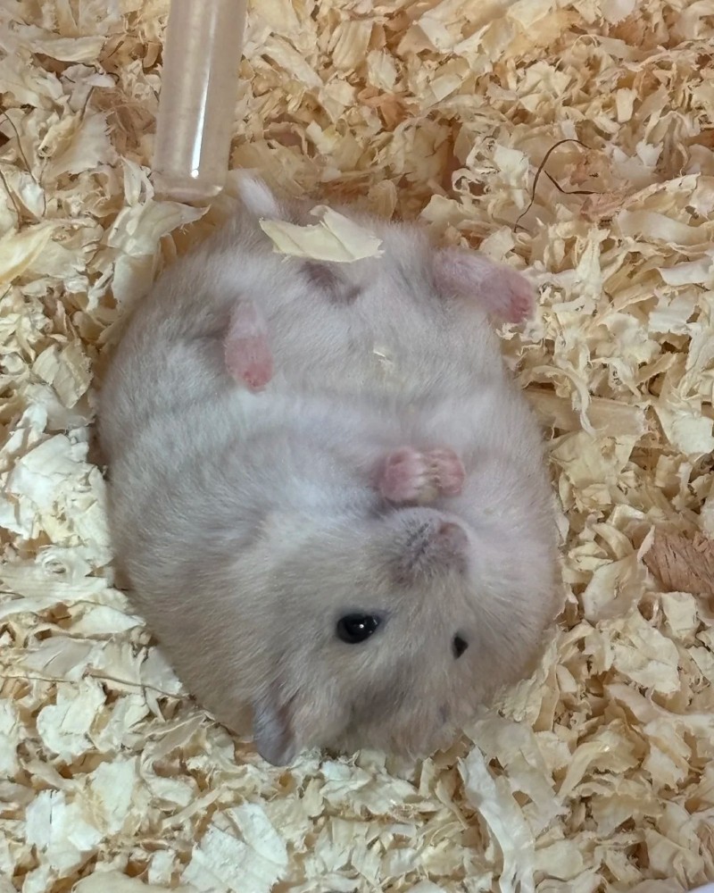 cute hamster images 27