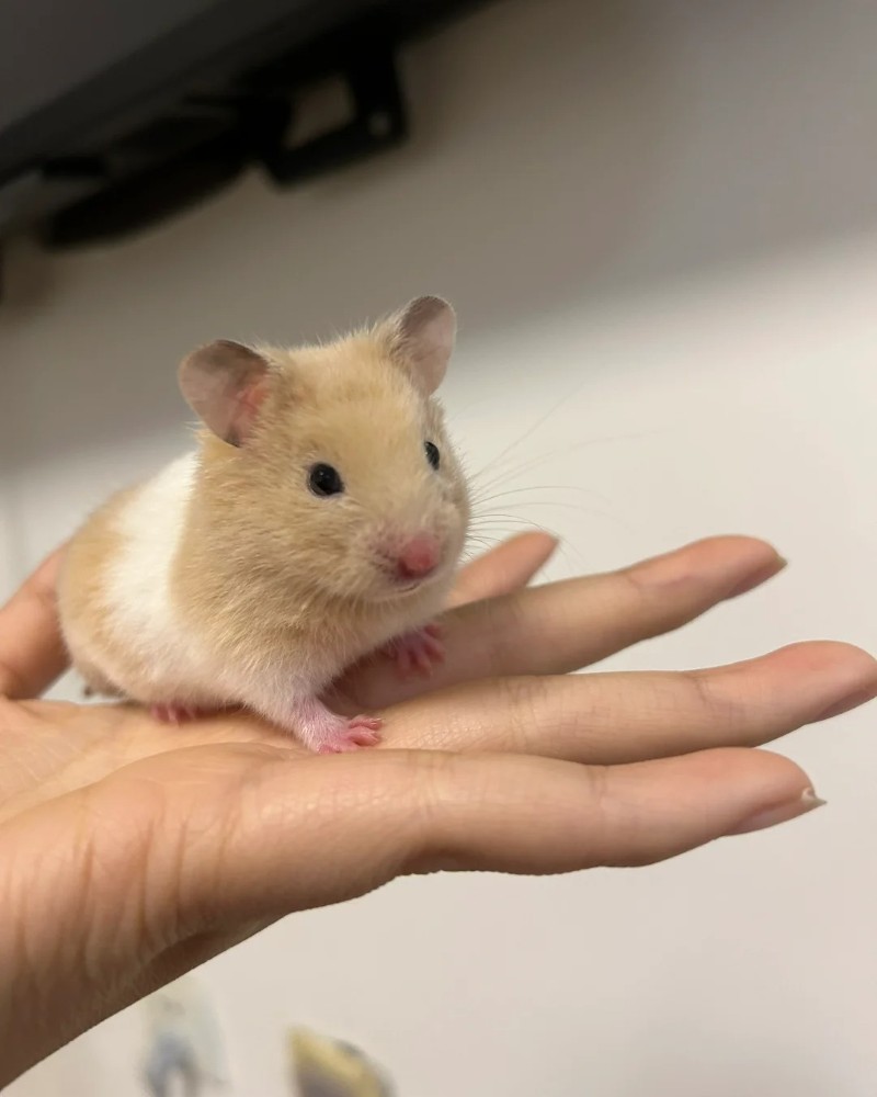 cute hamster images 28