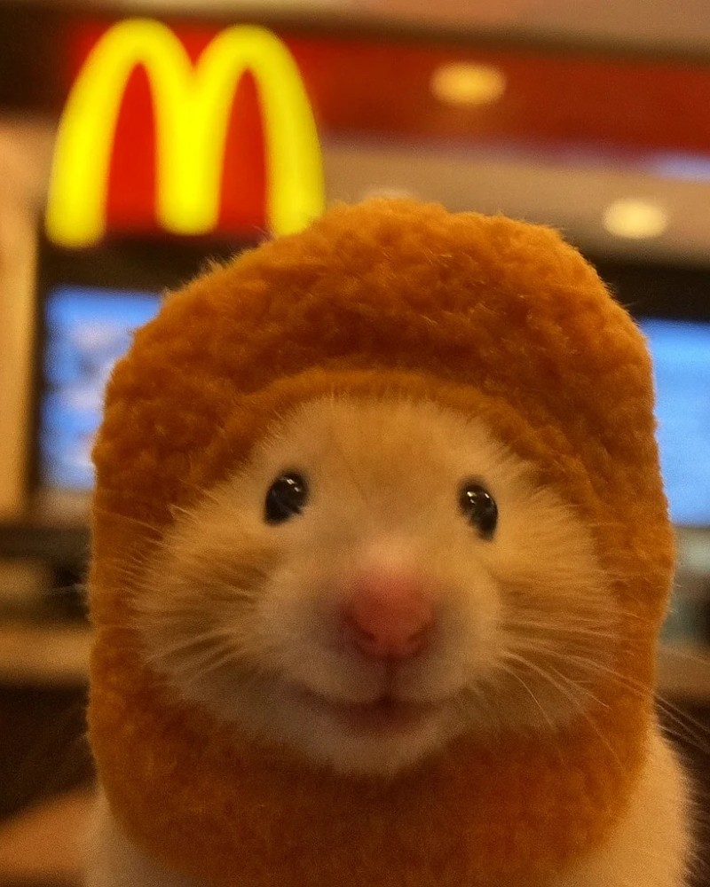cute hamster images 3