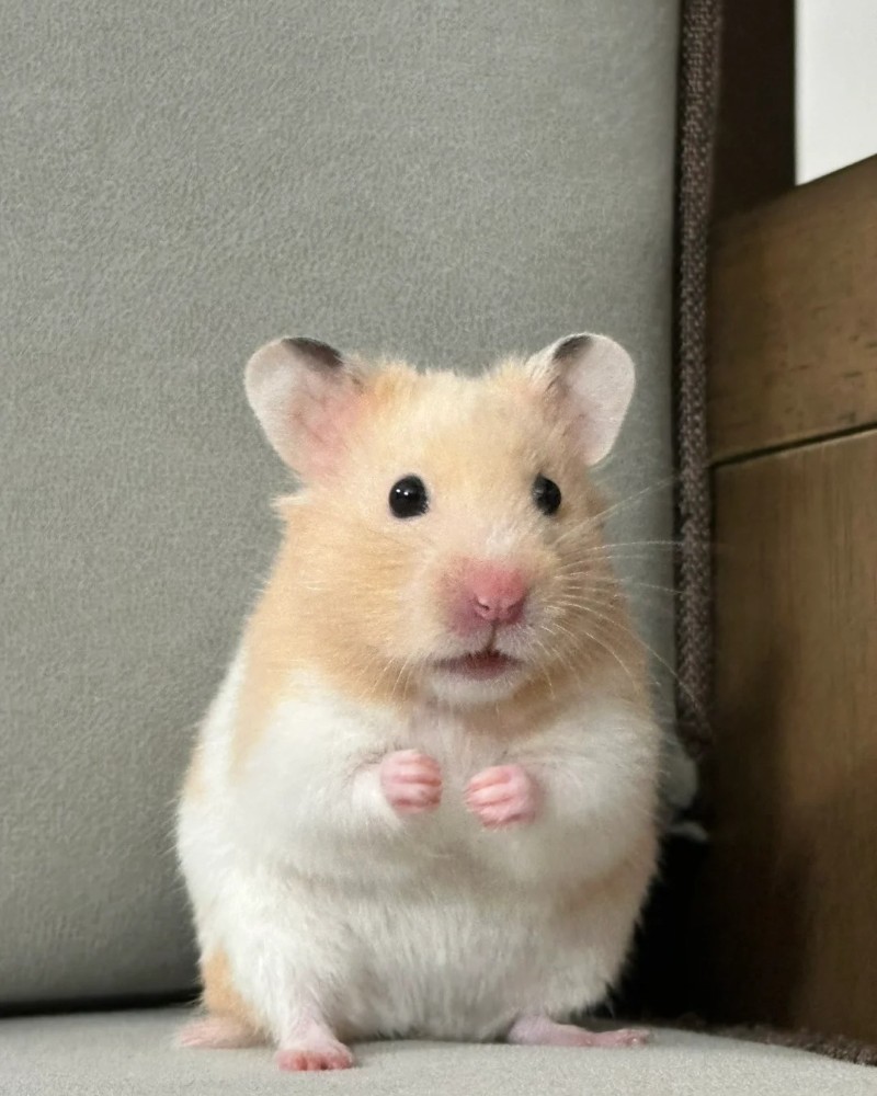 cute hamster images 35