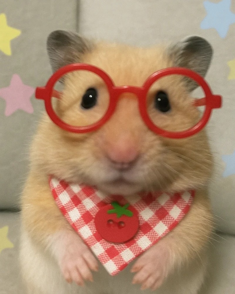 cute hamster images 4
