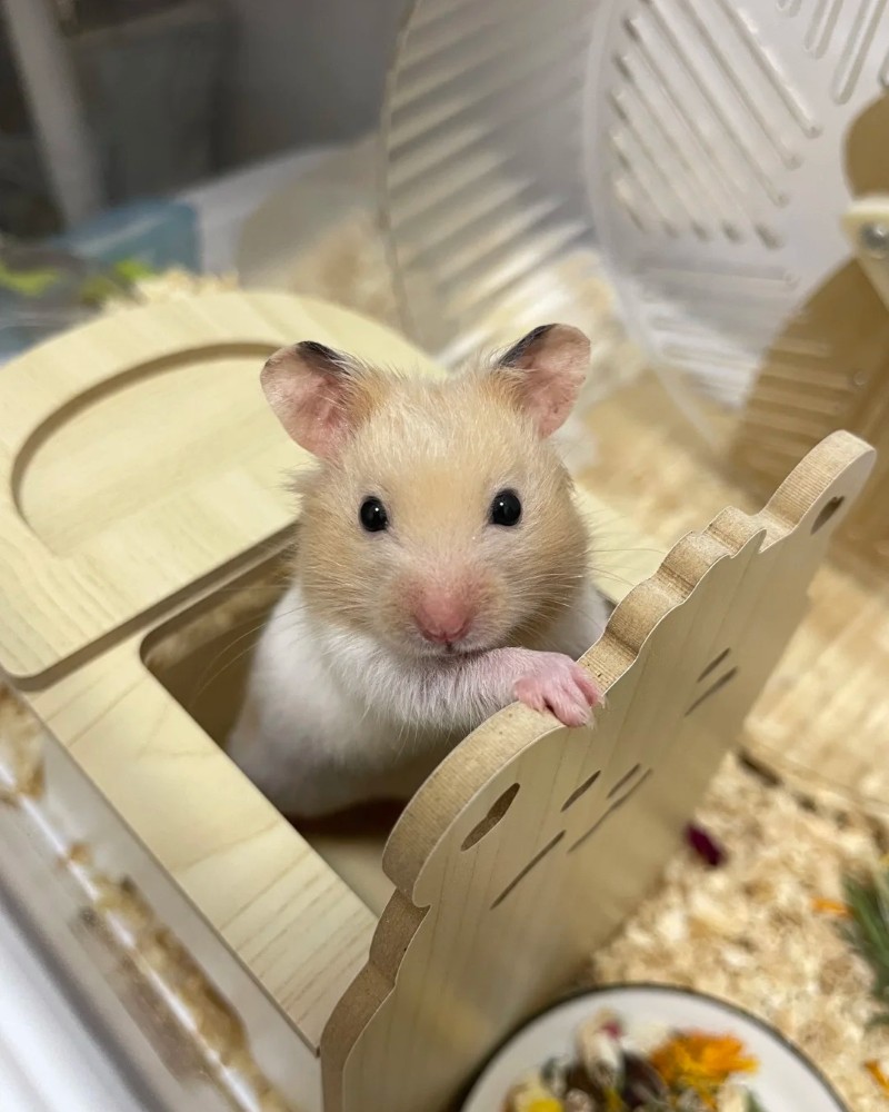 cute hamster images 5