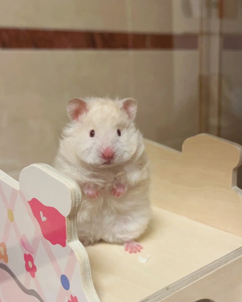 cute hamster images 6