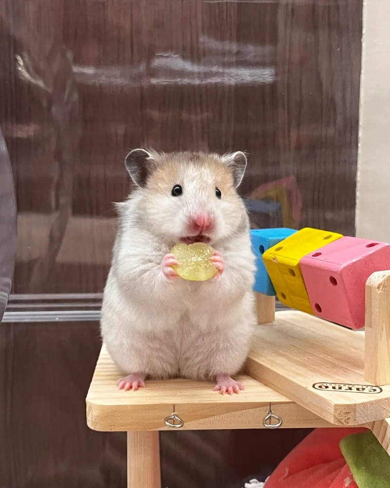 cute hamster images 8