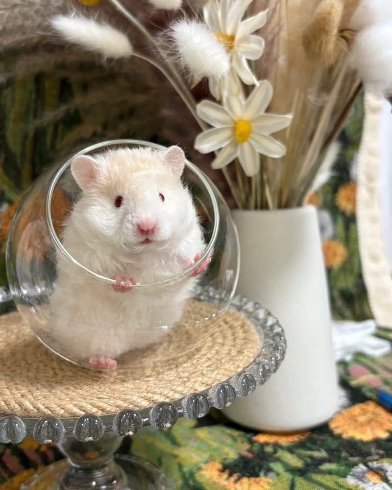 cute hamster images 9