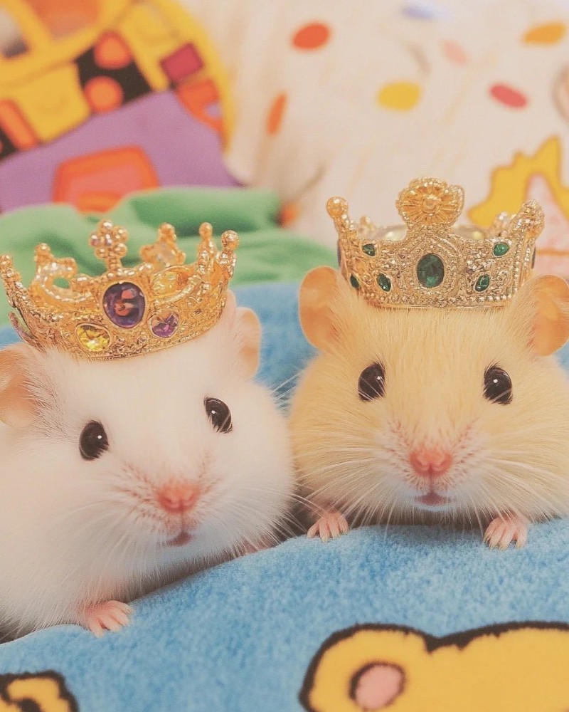 cute hamster pictures