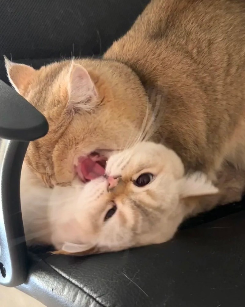 cute kiss 22